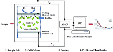 Graphical abstract: Automated analysis of food-borne pathogens using a novel microbial cell culture, sensing and classification system