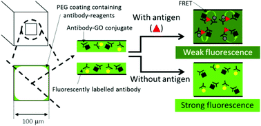 Graphical abstract: Fast and single-step immunoassay based on fluorescence quenching within a square glass capillary immobilizing graphene oxide–antibody conjugate and fluorescently labelled antibody