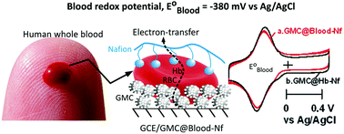 Graphical abstract: Electrochemical redox signaling of hemoglobin in human whole blood and its relevance to anemia and thalassemia diagnosis