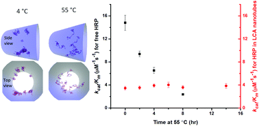 Graphical abstract: Catalytic activity and thermal stability of horseradish peroxidase encapsulated in self-assembled organic nanotubes