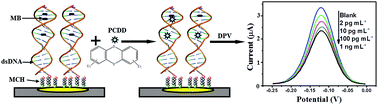 Graphical abstract: An electrochemical deoxyribonucleic acid biosensor for rapid genotoxicity screening of chemicals
