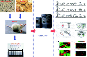 Graphical abstract: Urine metabolomics reveals new insights into hyperlipidemia and the therapeutic effect of rhubarb