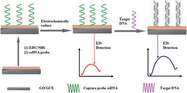 Graphical abstract: A sensitive impedimetric DNA biosensor for the determination of the HIV gene based on electrochemically reduced graphene oxide
