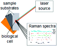 Graphical abstract: Optimal choice of sample substrate and laser wavelength for Raman spectroscopic analysis of biological specimen