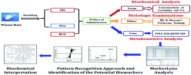Graphical abstract: Study on the treatment effect of Polygonum cuspidatum for hyperuricemia in rats using the UPLC-ESI-QTOF/MS metabolomics approach