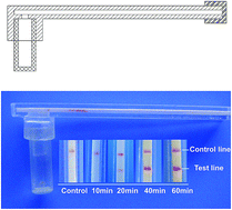 Graphical abstract: Portable and amplicon contamination prevention cartridges for DNA amplification coupled to lateral flow detection