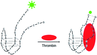 Graphical abstract: A fluorescein labeled aptamer switch for thrombin with fluorescence decrease response