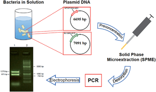 Graphical abstract: Analysis of bacterial plasmid DNA by solid-phase microextraction