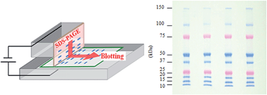 Graphical abstract: Development of an automated direct blotting electrophoresis system for bioanalytical applications