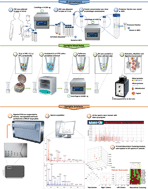 Graphical abstract: Matrix-assisted laser desorption/ionization time-of-flight mass spectrometry-based profiling as a step forward in the characterization of peritoneal dialysis effluent
