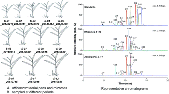 Graphical abstract: Simultaneous quantification of seventeen bioactive components in rhizome and aerial parts of Alpinia officinarum Hance using LC-MS/MS