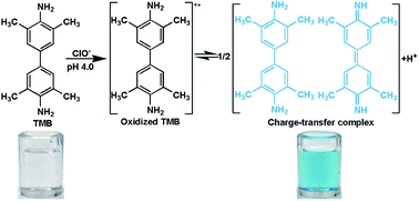 Graphical abstract: Colorimetric detection of hypochlorite in tap water based on the oxidation of 3,3′,5,5′-tetramethyl benzidine
