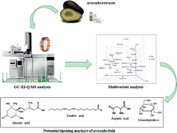 Graphical abstract: Exploratory analysis of avocado extracts by GC-MS: new insights into the avocado fruit ripening process