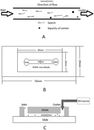 Graphical abstract: A novel microfluidic device for selecting human sperm to increase the proportion of morphologically normal, motile sperm with uncompromised DNA integrity