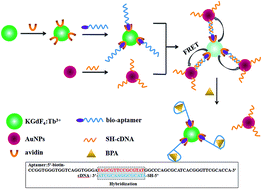 Graphical abstract: Fluorescence resonance energy transfer-based aptamer biosensors for bisphenol A using lanthanide-doped KGdF4 nanoparticles