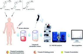 Graphical abstract: A simple and precise LC-MS/MS method for the simultaneous determination of serum 25-hydroxyvitamin D3 and D2 without interference from the C3 epimer