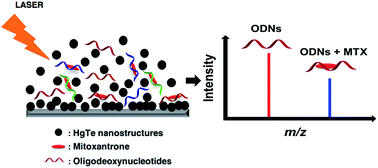 Graphical abstract: Nanomaterial based mass spectrometry of oligodeoxynucleotide–drug complexes