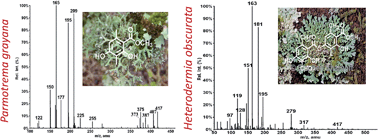 Graphical abstract: Rapid identification of lichen compounds based on the structure–fragmentation relationship using ESI-MS/MS analysis