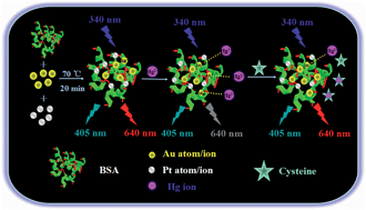 Graphical abstract: One-pot synthesis of dual-emitting BSA–Pt–Au bimetallic nanoclusters for fluorescence ratiometric detection of mercury ions and cysteine