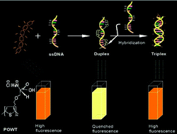 Graphical abstract: Sensitive and fluorescence “turn-on” detection of BRCA1 and TB4 DNA sequences using water-soluble conjugated polythiophenes