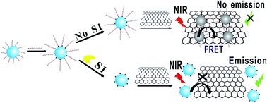 Graphical abstract: A turn-on upconversion fluorescence resonance energy transfer biosensor for ultrasensitive endonuclease detection