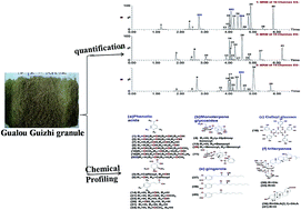 Graphical abstract: Simultaneous determination of 41 components in Gualou Guizhi granules by UPLC coupled with triple quadrupole mass spectrometry