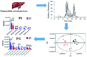 Graphical abstract: Mass spectrometry-based lipidomics analysis using methyl tert-butyl ether extraction in human hepatocellular carcinoma tissues