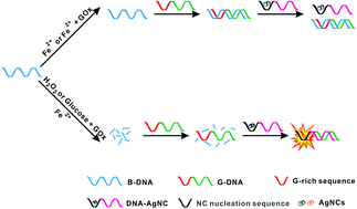 Graphical abstract: A new label-free and turn-on fluorescence probe for hydrogen peroxide and glucose detection based on DNA–silver nanoclusters