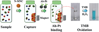 Graphical abstract: Colorimetric detection of penicillin antibiotic residues in pork using hybrid magnetic nanoparticles and penicillin class-selective, antibody-functionalized platinum nanoparticles