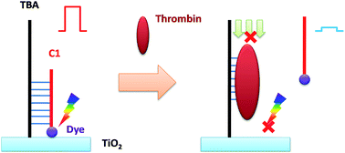 Graphical abstract: A novel photoelectrochemical aptasensor based on the modulation of a dye sensitized TiO2 photoelectrode
