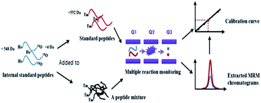 Graphical abstract: A novel method using 18O and metal isobaric labeling combined with multiple reaction monitoring mass spectrometry for the absolute quantification of a target proteome