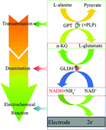 Graphical abstract: Cyclic voltammetric determination of glutamic-pyruvic transaminase activity based on transdeamination