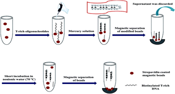 Graphical abstract: Biomagnetic separation and pre-concentration of trace amounts of Hg2+ in biological samples based on T-rich oligonucleotide modified magnetic beads