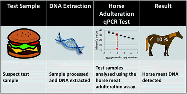Graphical abstract: Development of a real-time PCR approach for the relative quantitation of horse DNA
