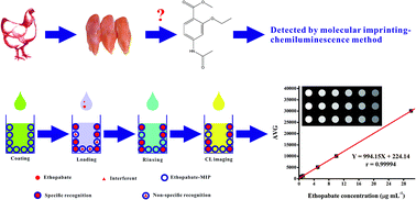 Graphical abstract: Molecularly imprinted polymer-based chemiluminescence imaging assay for the determination of ethopabate residues in chicken muscle
