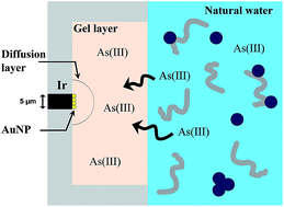 Graphical abstract: Antifouling membrane integrated renewable gold microelectrode for in situ detection of As(iii)