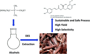 Graphical abstract: Determination of phenolic acids in Prunella vulgaris L.: a safe and green extraction method using alcohol-based deep eutectic solvents