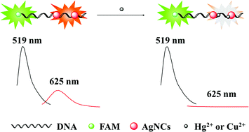 Graphical abstract: Ratiometric fluorescent silver nanoclusters for the determination of mercury and copper ions