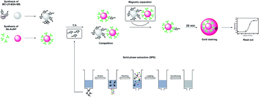 Graphical abstract: Determination of microcystin-LR in surface water by a magnetic bead-based colorimetric immunoassay using antibody-conjugated gold nanoparticles