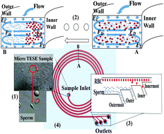 Graphical abstract: Non-motile sperm cell separation using a spiral channel