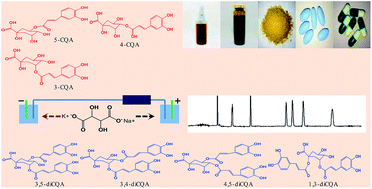 Graphical abstract: Separation and quantitation of isomeric caffeoylquinic acids in honeysuckle products by low-pH microemulsion electrokinetic chromatography using tartrate as a chiral selector