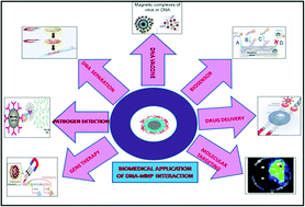 Graphical abstract: Biomedical applications based on magnetic nanoparticles:DNA interactions