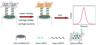 Graphical abstract: Electrochemical detection of DNA by using “Pd/GO label copper stain” for signal amplification