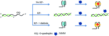 Graphical abstract: Label-free simple fluorescence assay of DNA polymerase using the G-quadruplex structure