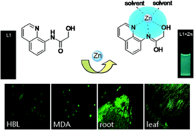 Graphical abstract: New fluorescent probe for Zn2+ imaging in living cells and plants