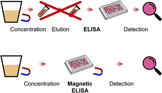 Graphical abstract: Magnetic ELISA of aflatoxin B1 – pre-concentration without elution