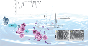 Graphical abstract: Rapid and efficient lead(ii) ion removal from aqueous solutions using Malva sylvestris flower as a green biosorbent