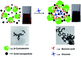 Graphical abstract: Non enzymatic colorimetric detection of glucose using cyanophenyl boronic acid included β-cyclodextrin stabilized gold nanoparticles