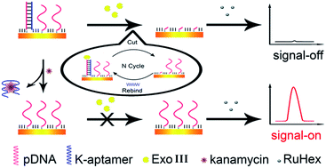 Graphical abstract: A label-free and signal-on electrochemical aptasensor for ultrasensitive kanamycin detection based on exonuclease recycling cleavage