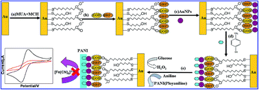Graphical abstract: A glucose biosensor based on the polymerization of aniline induced by a bio-interphase of glucose oxidase and horseradish peroxidase